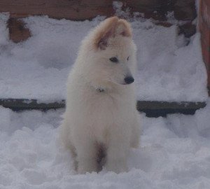 Puppy Training